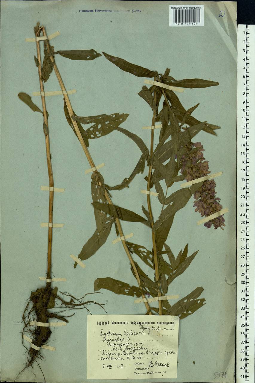 Lythrum salicaria L., Eastern Europe, Moscow region (E4a) (Russia)