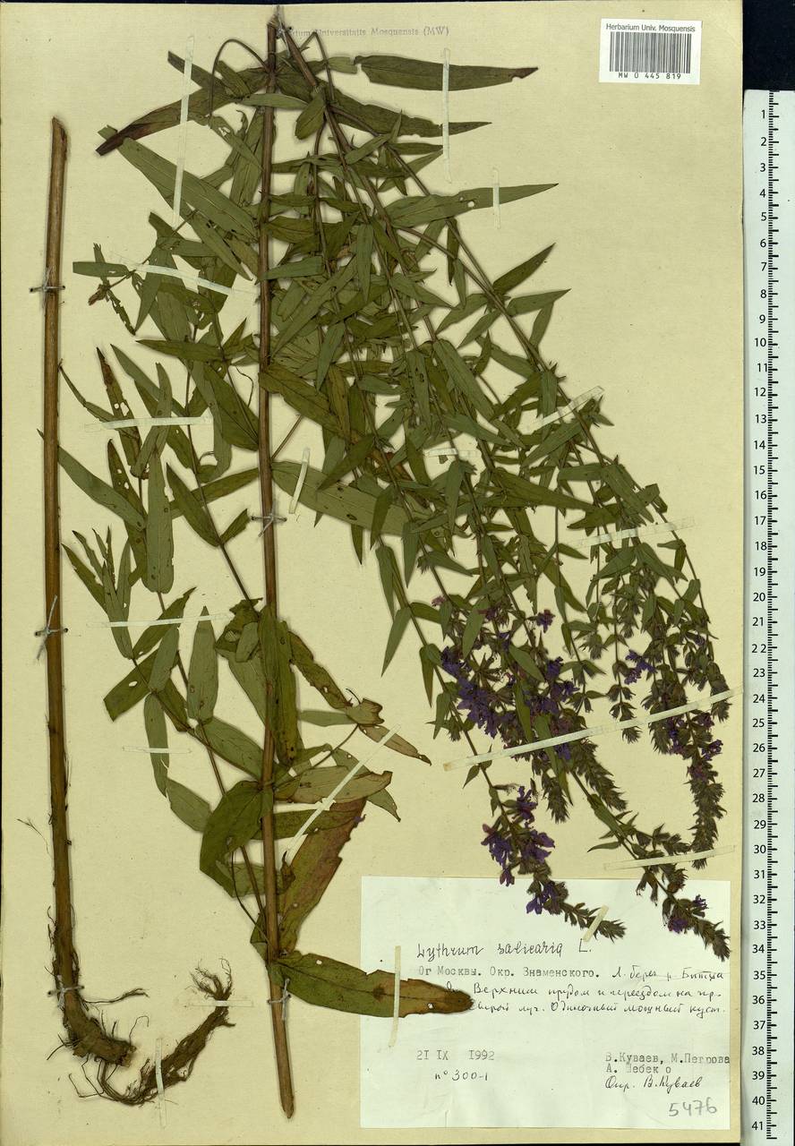 Lythrum salicaria L., Eastern Europe, Moscow region (E4a) (Russia)