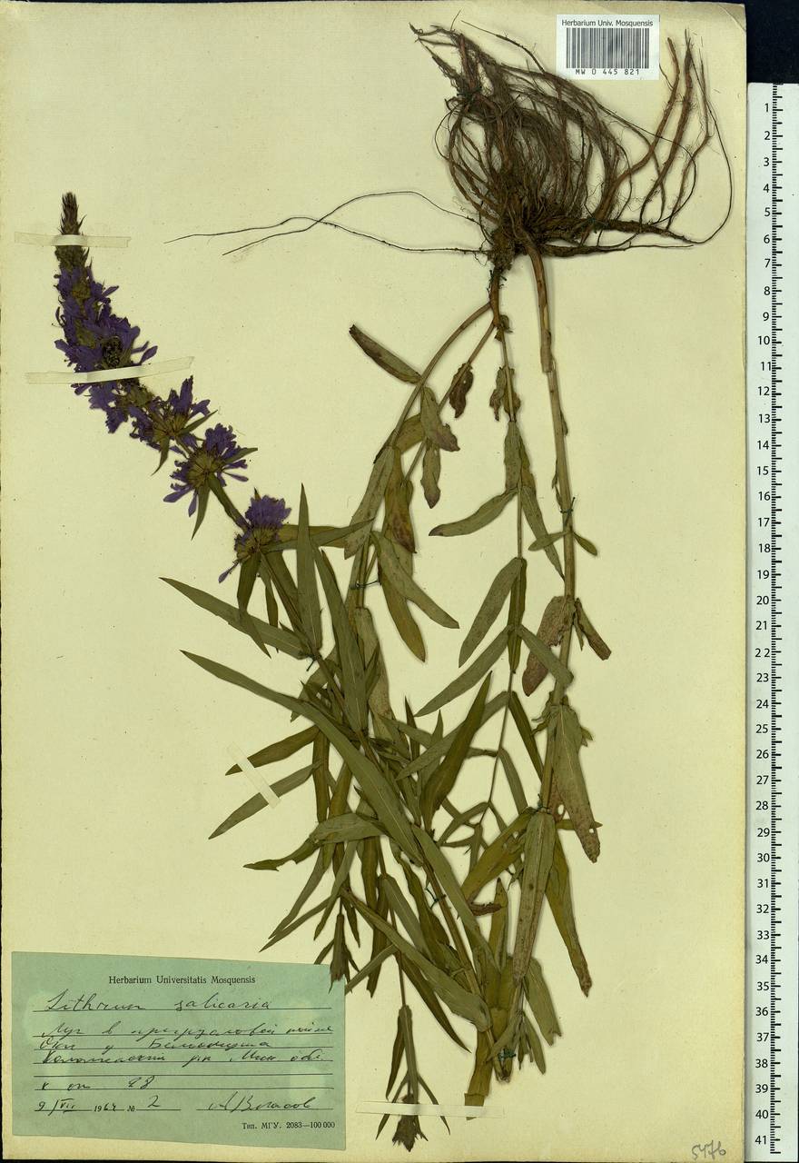 Lythrum salicaria L., Eastern Europe, Moscow region (E4a) (Russia)