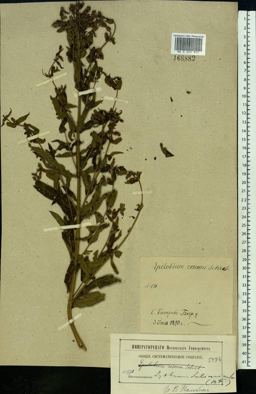 Lythrum salicaria L., Eastern Europe, Moscow region (E4a) (Russia)