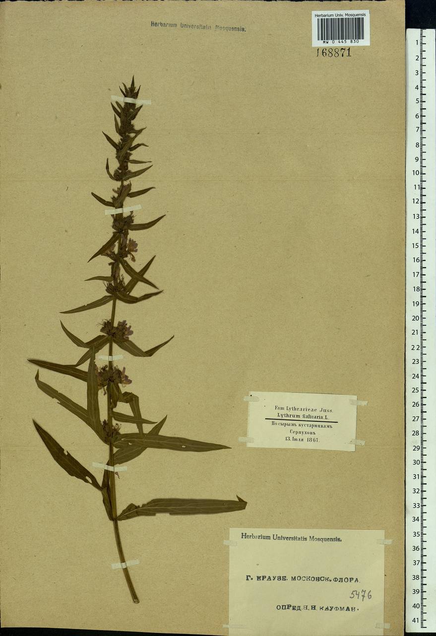 Lythrum salicaria L., Eastern Europe, Moscow region (E4a) (Russia)