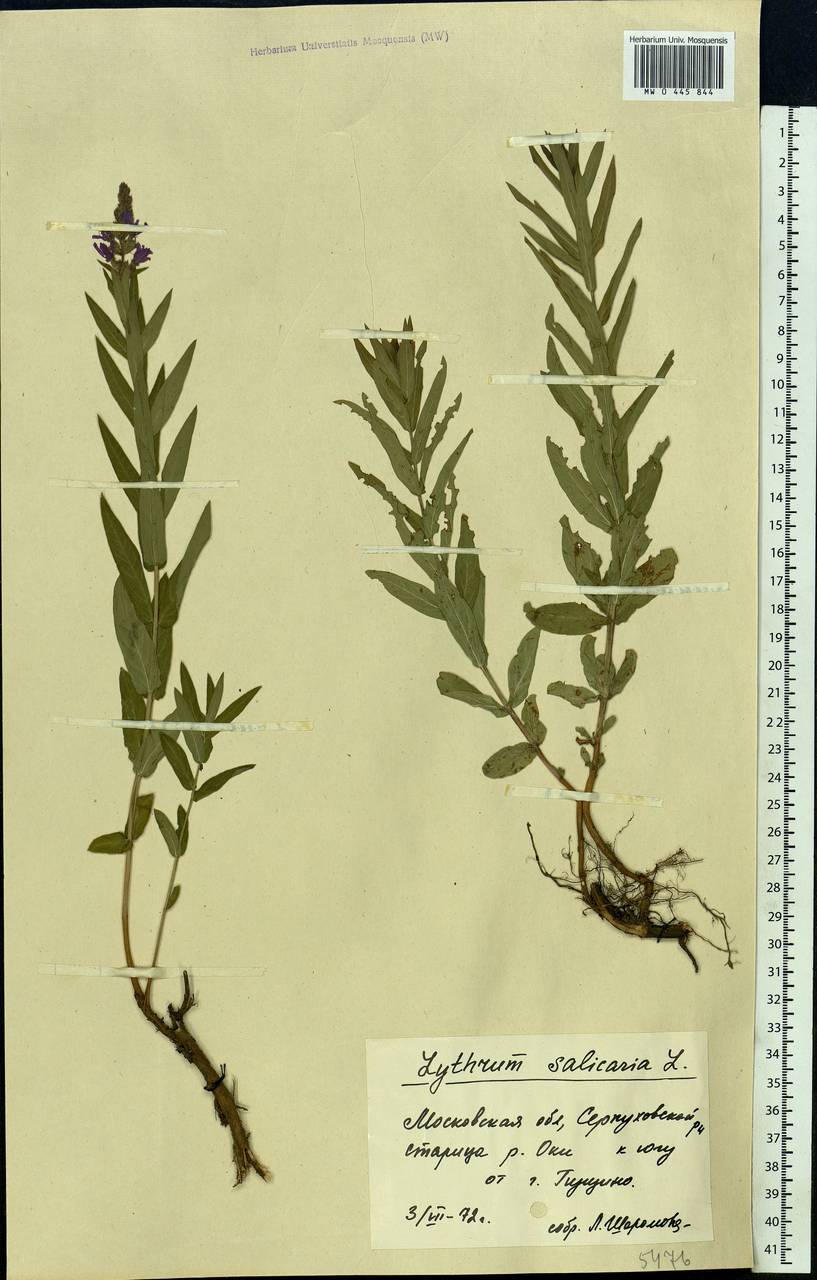 Lythrum salicaria L., Eastern Europe, Moscow region (E4a) (Russia)