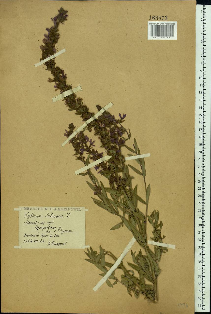 Lythrum salicaria L., Eastern Europe, Moscow region (E4a) (Russia)