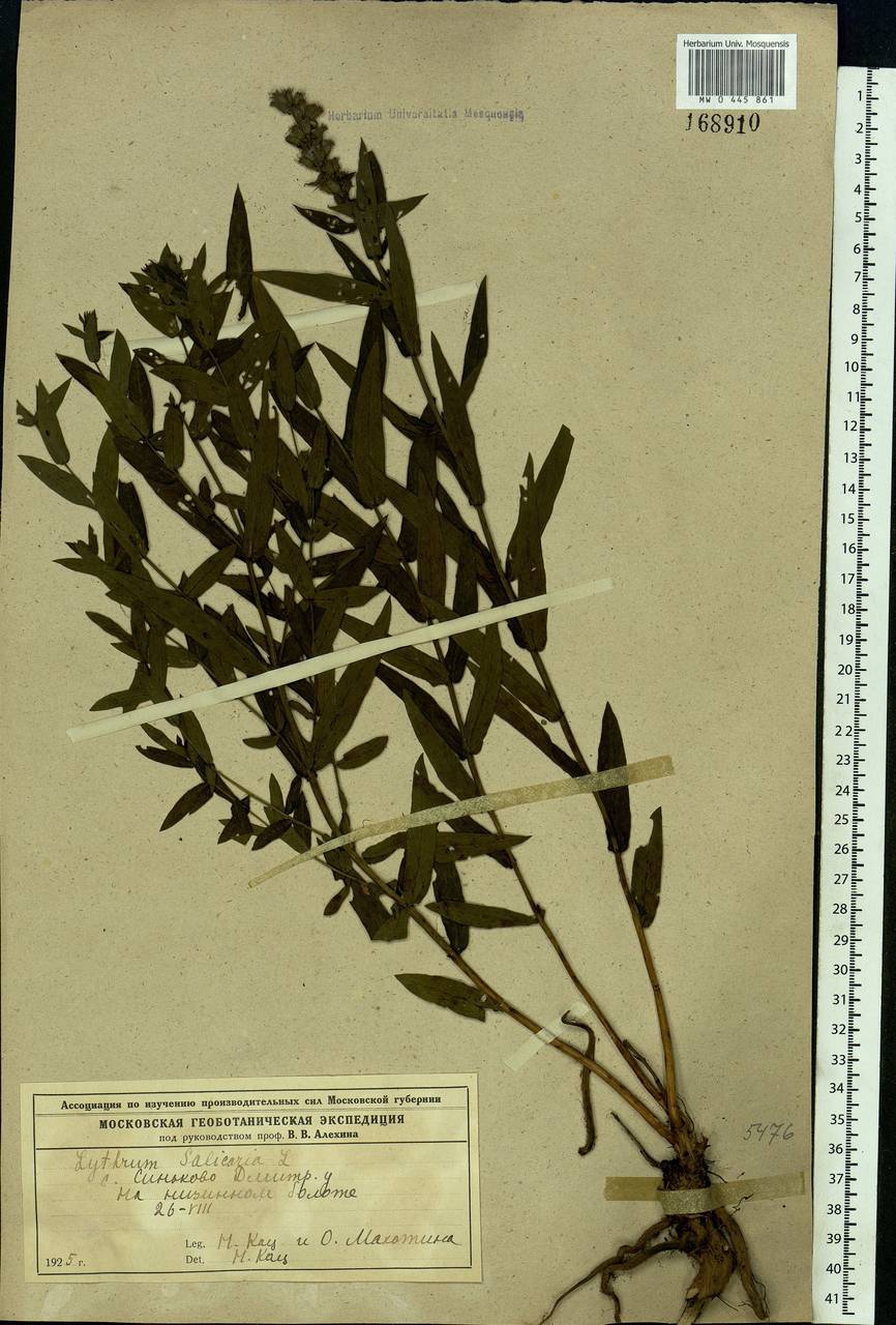 Lythrum salicaria L., Eastern Europe, Moscow region (E4a) (Russia)