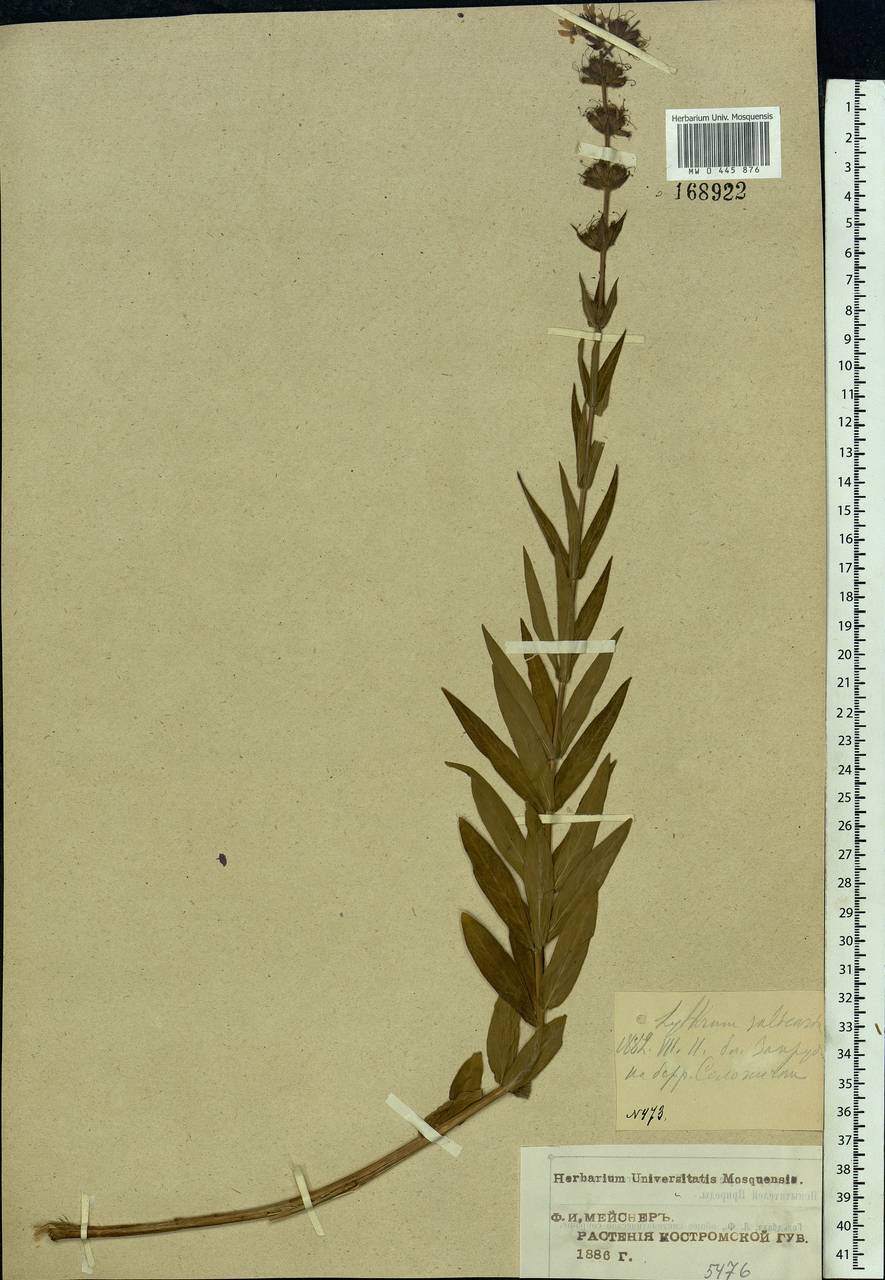 Lythrum salicaria L., Eastern Europe, Central forest region (E5) (Russia)