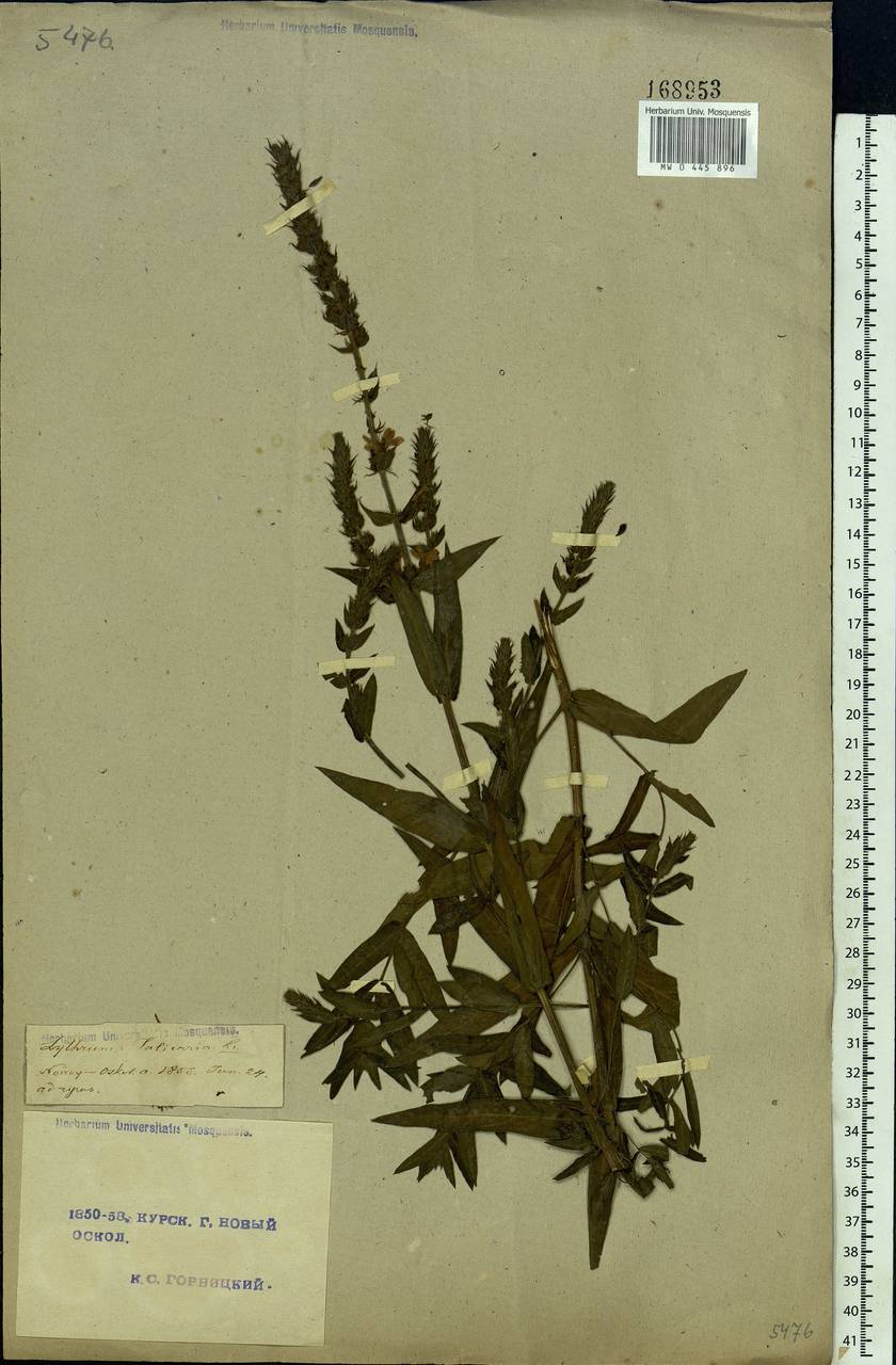 Lythrum salicaria L., Eastern Europe, Central forest-and-steppe region (E6) (Russia)