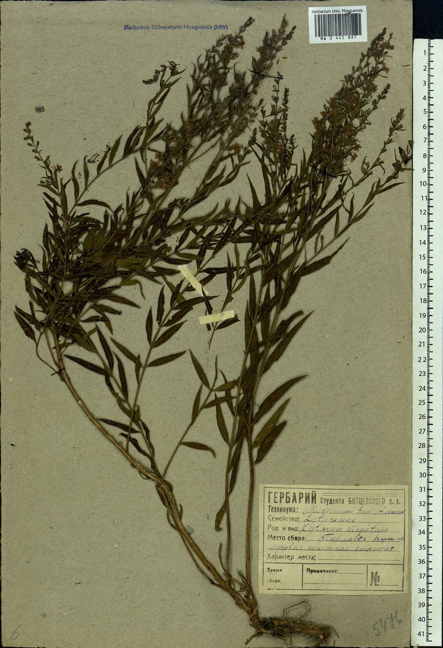 Lythrum salicaria L., Eastern Europe, Central forest-and-steppe region (E6) (Russia)