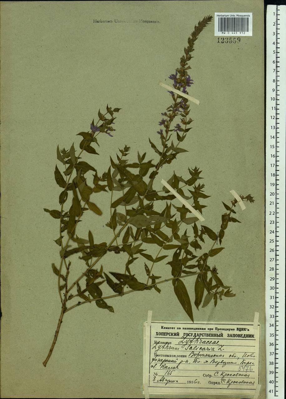 Lythrum salicaria L., Eastern Europe, Central forest-and-steppe region (E6) (Russia)