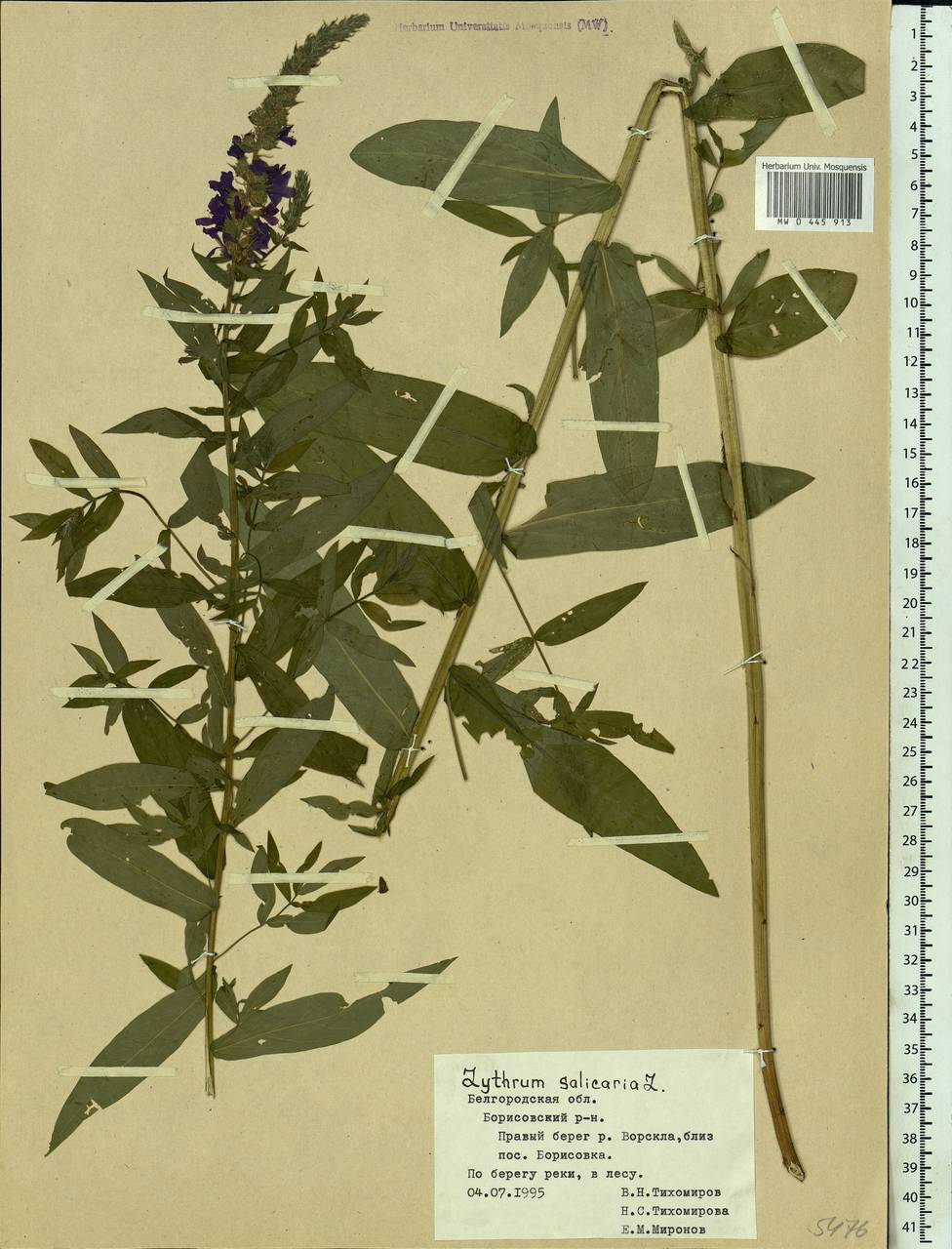 Lythrum salicaria L., Eastern Europe, Central forest-and-steppe region (E6) (Russia)