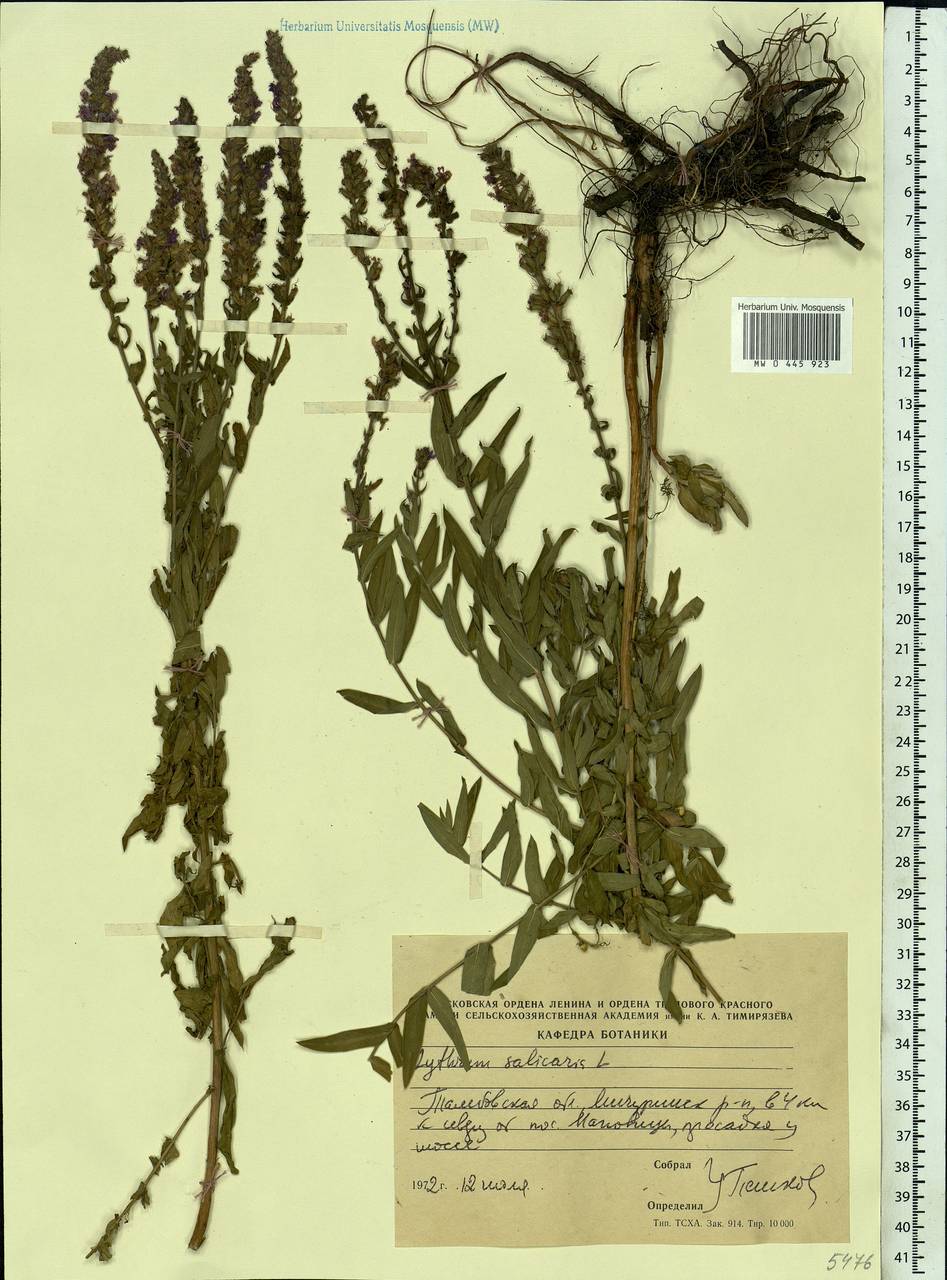 Lythrum salicaria L., Eastern Europe, Central forest-and-steppe region (E6) (Russia)