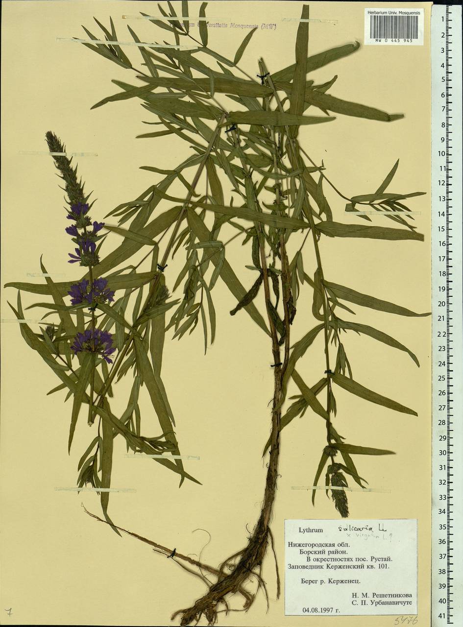 Lythrum salicaria L., Eastern Europe, Volga-Kama region (E7) (Russia)