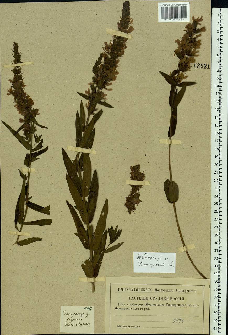 Lythrum salicaria L., Eastern Europe, Volga-Kama region (E7) (Russia)