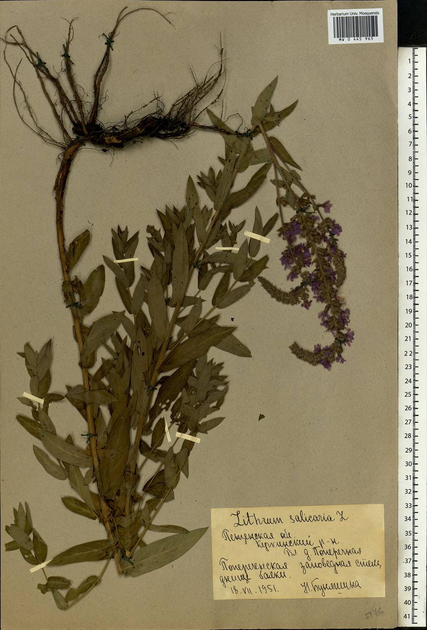 Lythrum salicaria L., Eastern Europe, Middle Volga region (E8) (Russia)