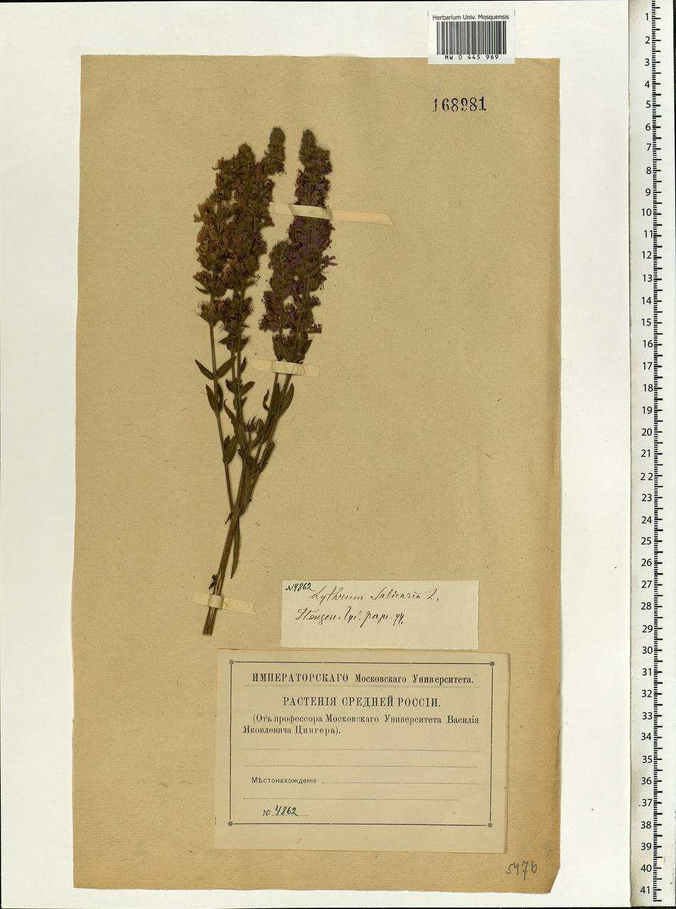 Lythrum salicaria L., Eastern Europe, Middle Volga region (E8) (Russia)