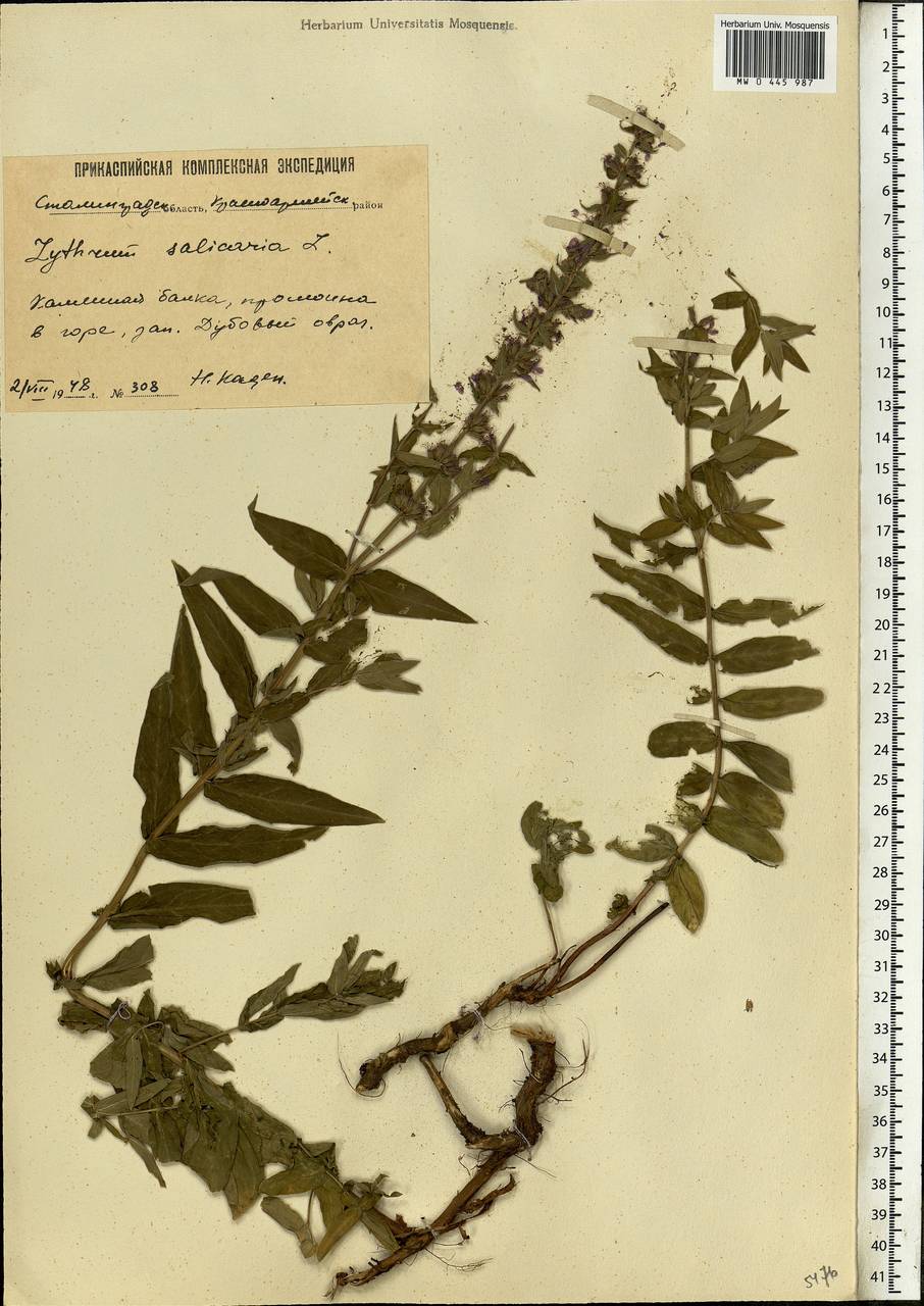 Lythrum salicaria L., Eastern Europe, Lower Volga region (E9) (Russia)