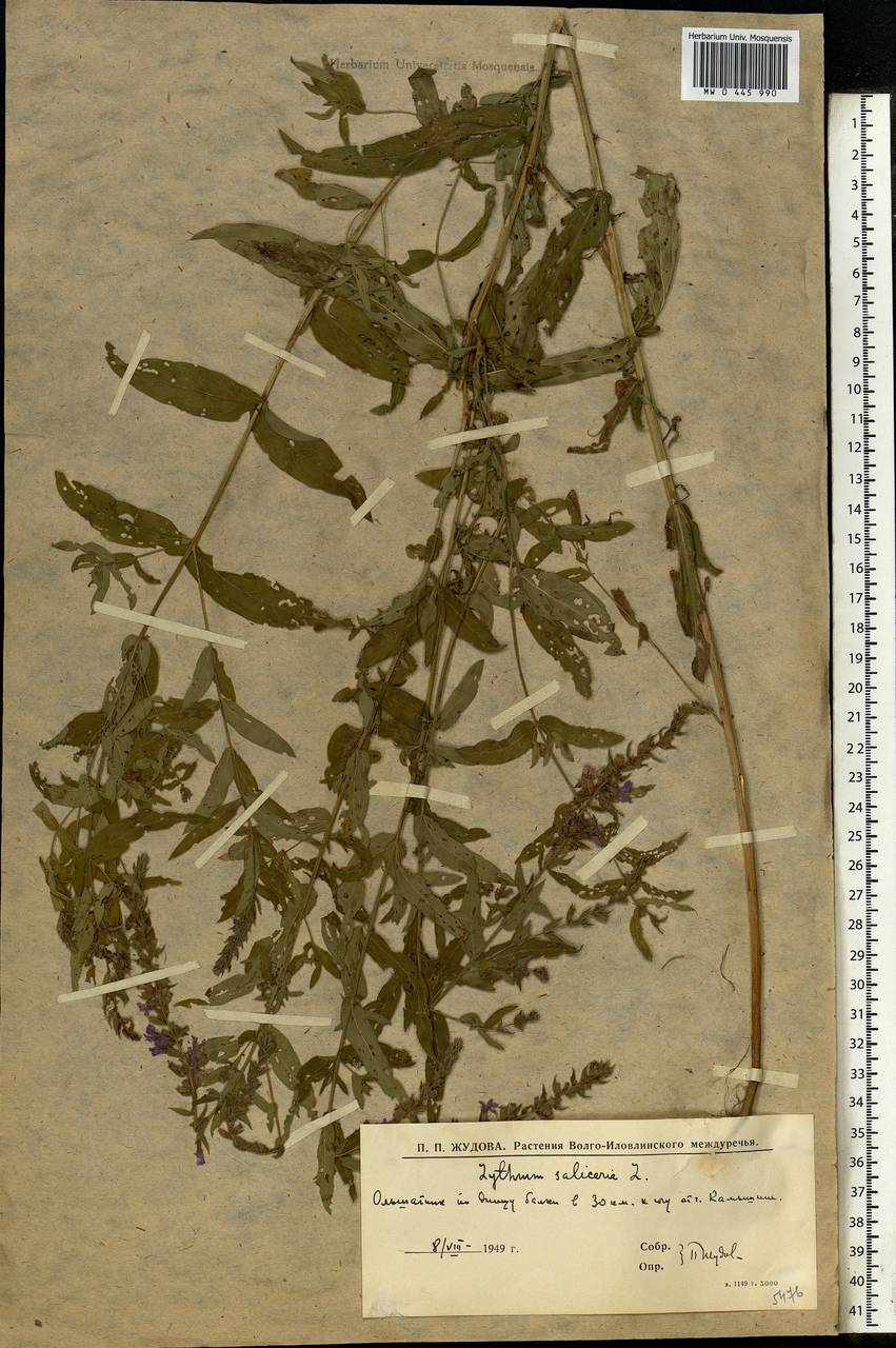 Lythrum salicaria L., Eastern Europe, Lower Volga region (E9) (Russia)