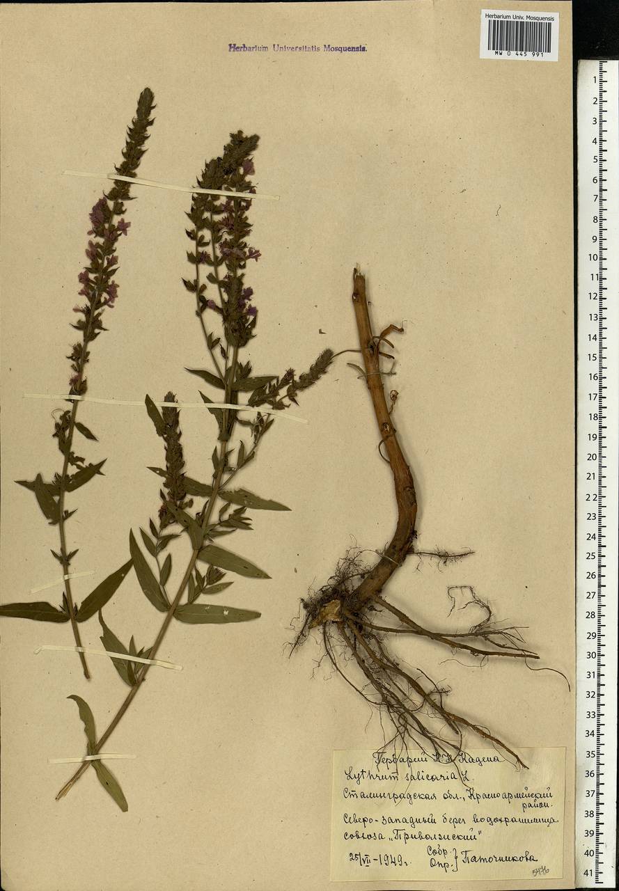 Lythrum salicaria L., Eastern Europe, Lower Volga region (E9) (Russia)