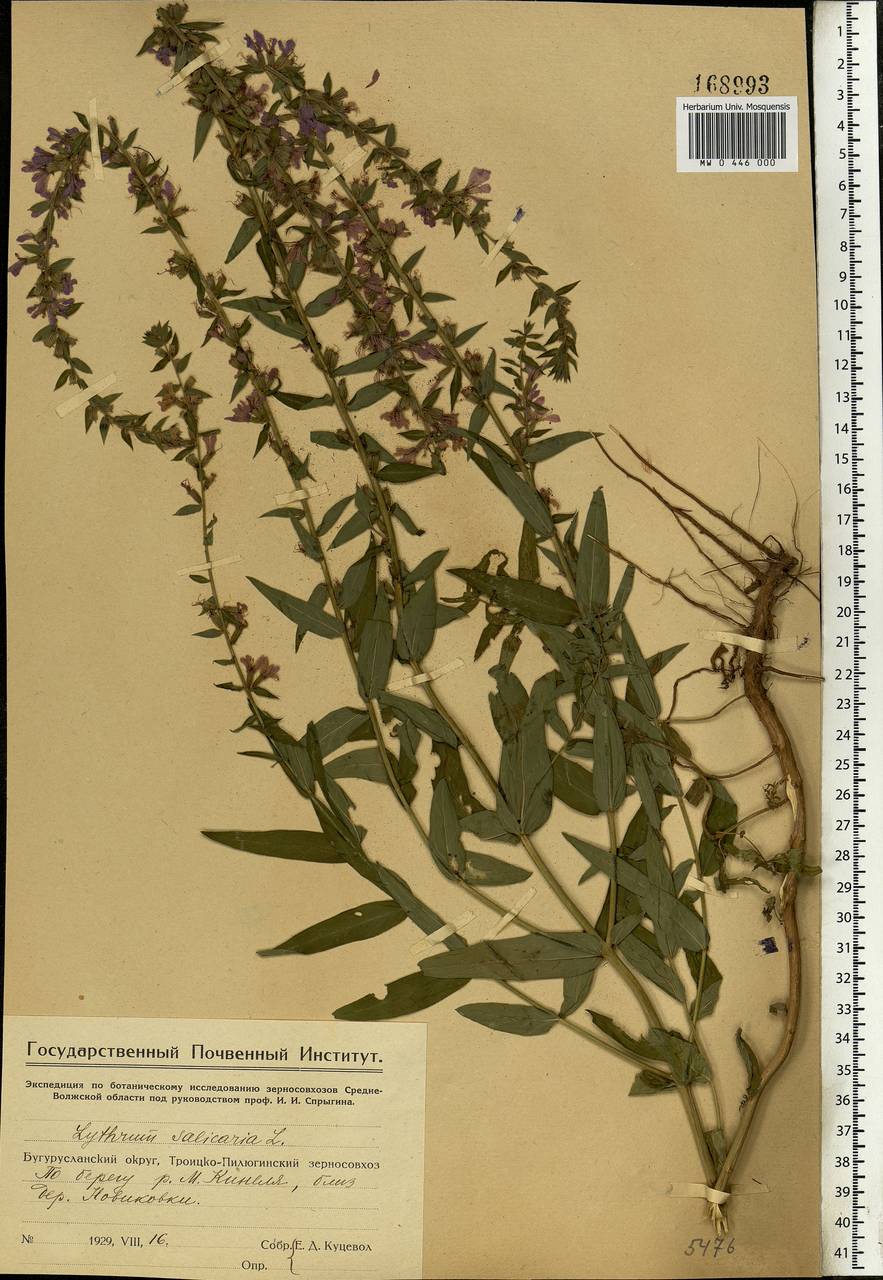 Lythrum salicaria L., Eastern Europe, Eastern region (E10) (Russia)