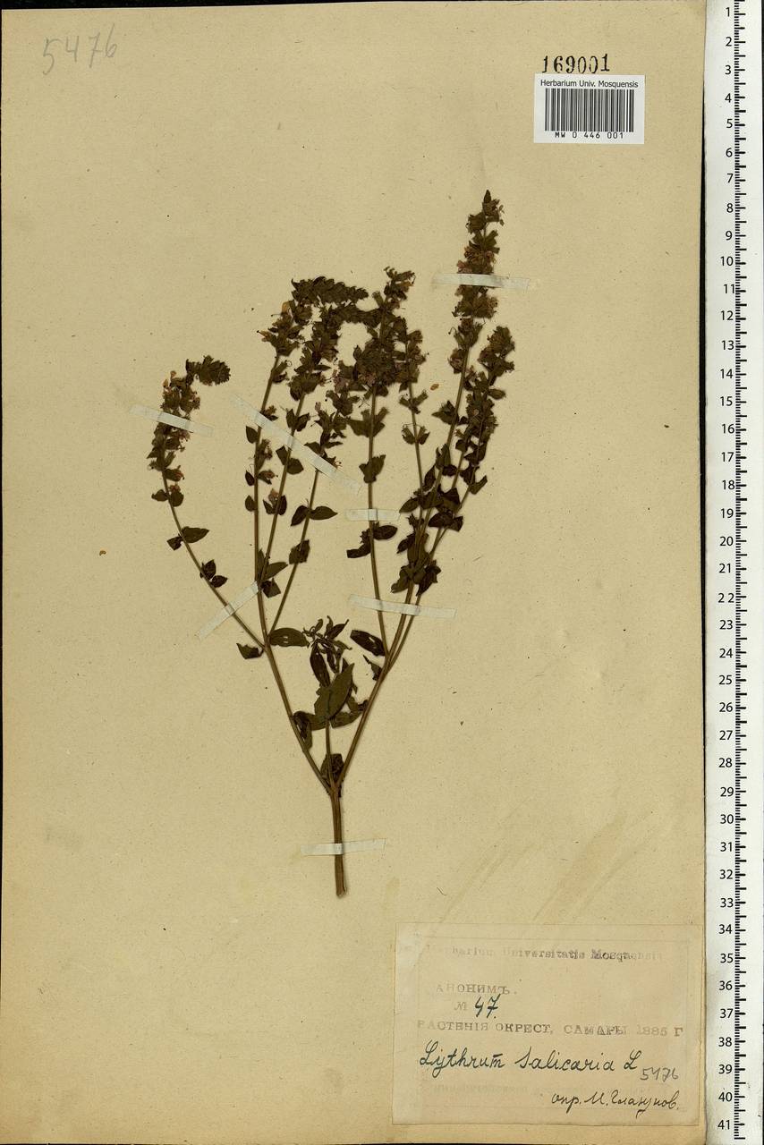 Lythrum salicaria L., Eastern Europe, Middle Volga region (E8) (Russia)