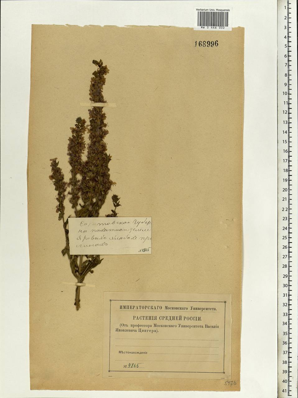 Lythrum salicaria L., Eastern Europe, Lower Volga region (E9) (Russia)
