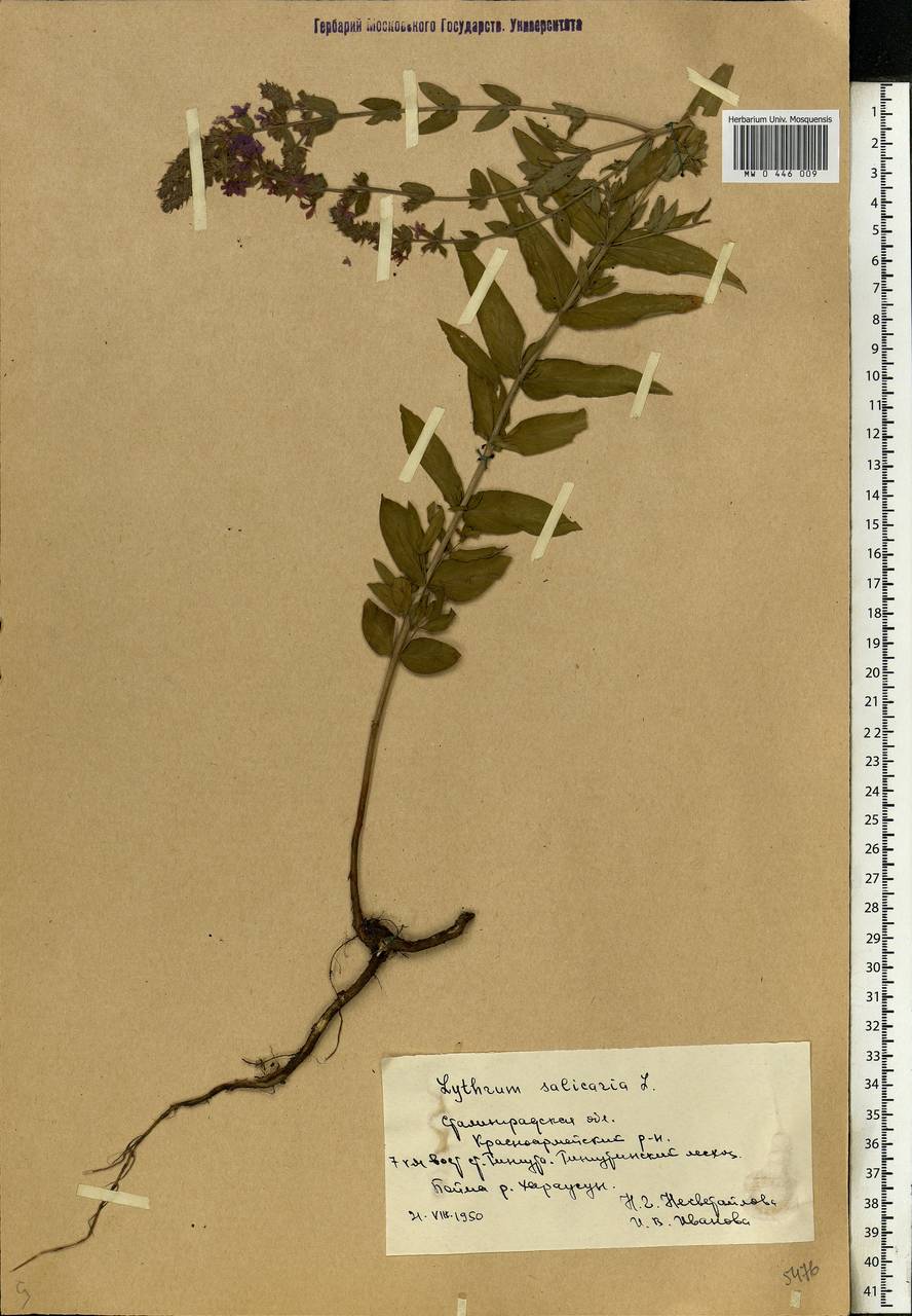 Lythrum salicaria L., Eastern Europe, Lower Volga region (E9) (Russia)