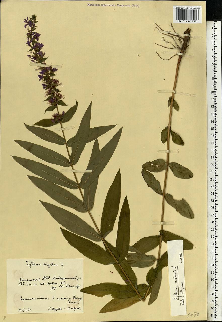 Lythrum salicaria L., Eastern Europe, Eastern region (E10) (Russia)