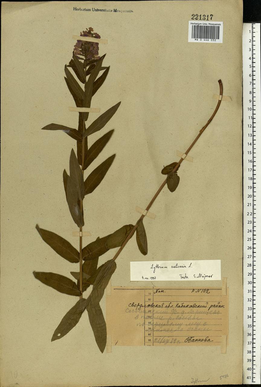 Lythrum salicaria L., Eastern Europe, Eastern region (E10) (Russia)