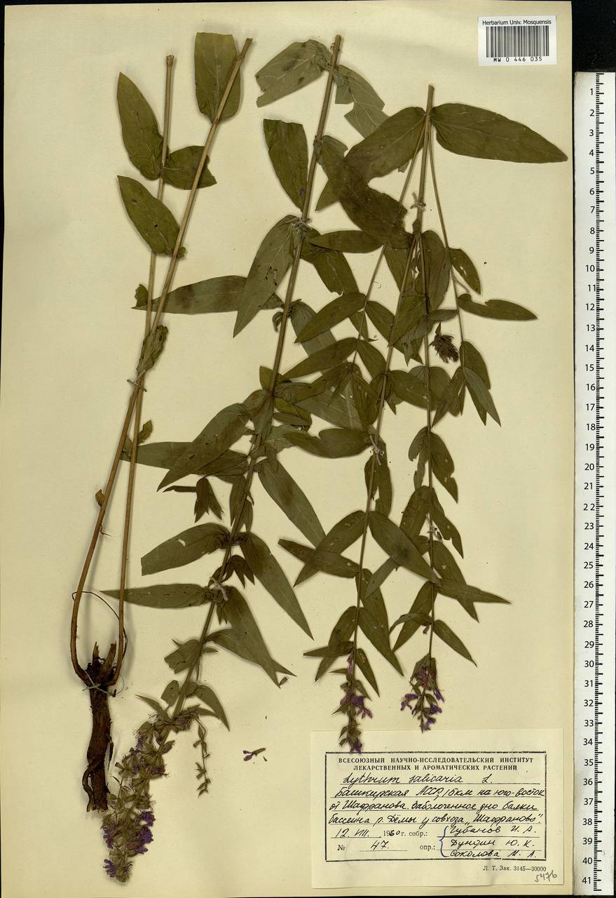 Lythrum salicaria L., Eastern Europe, Eastern region (E10) (Russia)