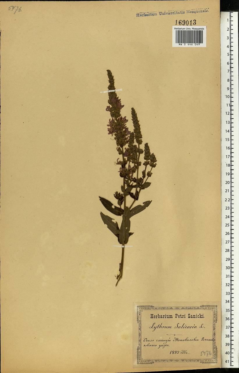 Lythrum salicaria L., Eastern Europe, North Ukrainian region (E11) (Ukraine)