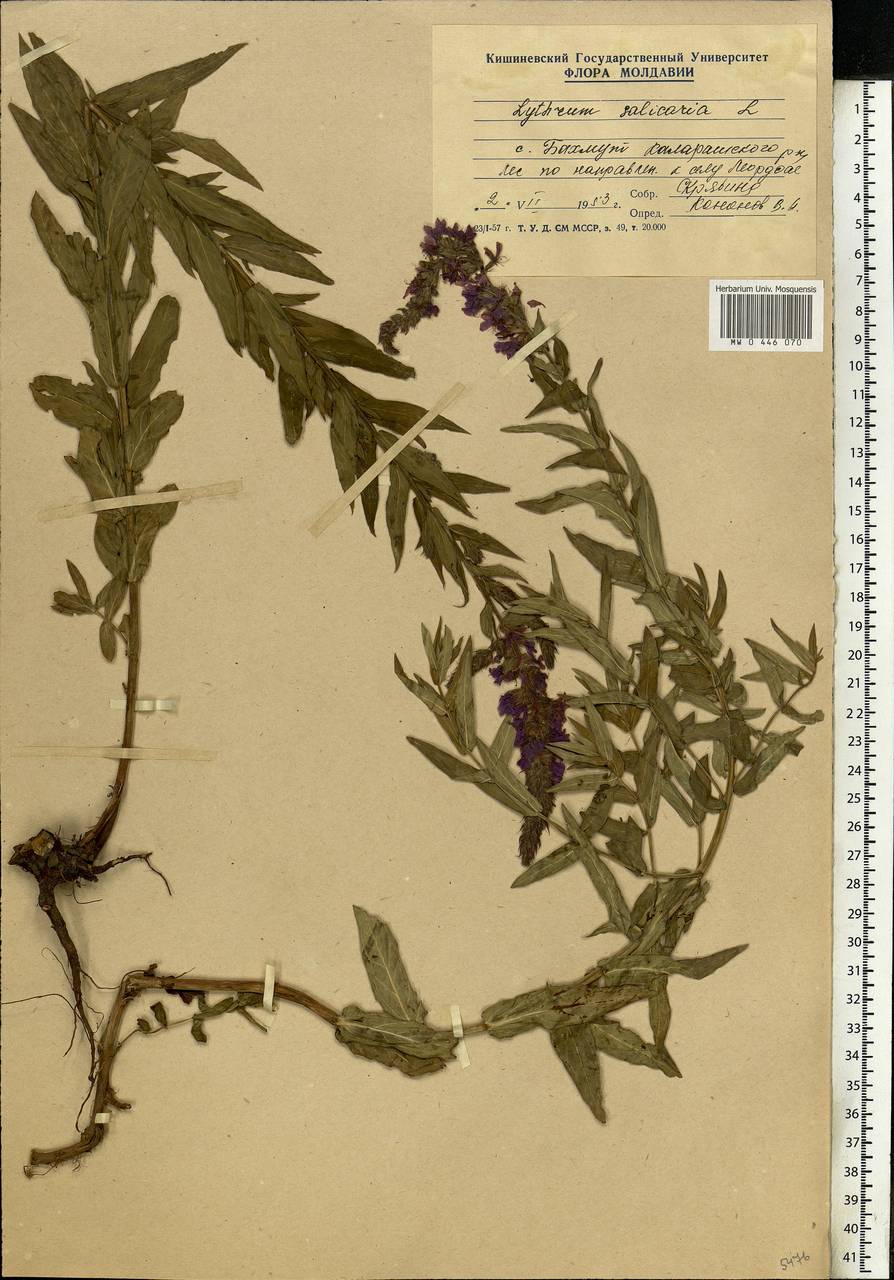 Lythrum salicaria L., Eastern Europe, Moldova (E13a) (Moldova)