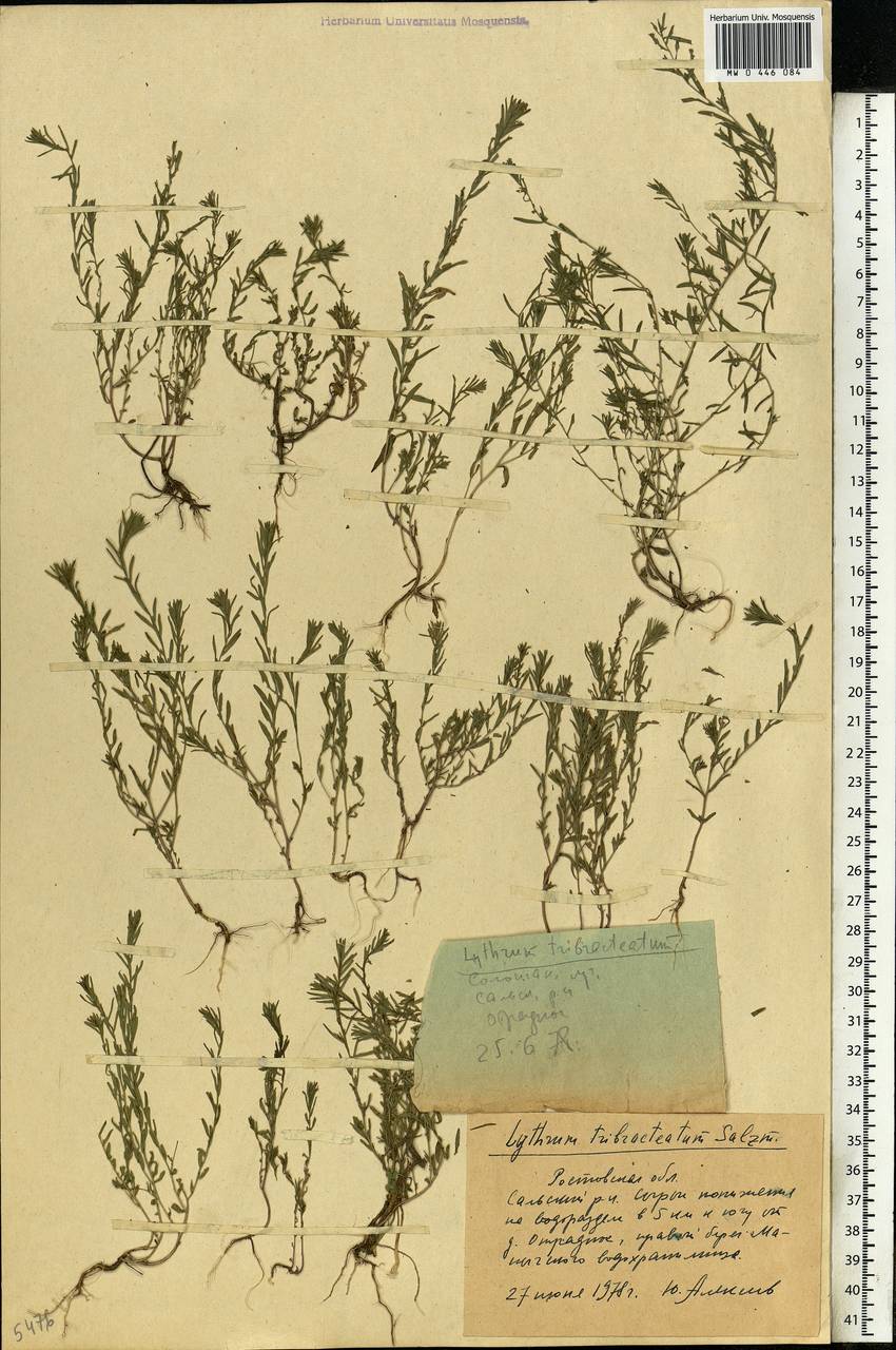 Lythrum tribracteatum Spreng., Eastern Europe, Rostov Oblast (E12a) (Russia)