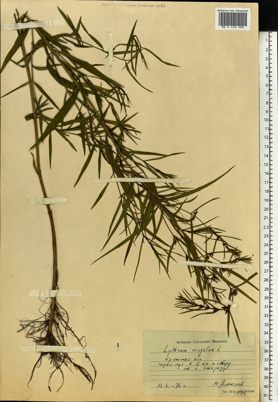 Lythrum virgatum L., Eastern Europe, Western region (E3) (Russia)