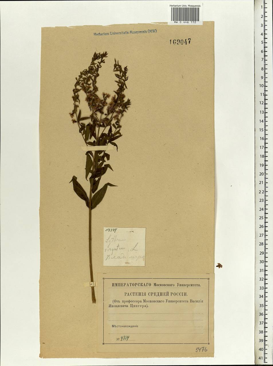 Lythrum virgatum L., Eastern Europe, Central region (E4) (Russia)