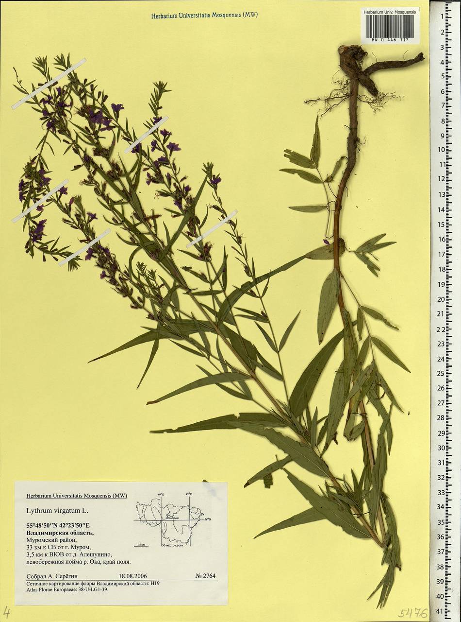 Lythrum virgatum L., Eastern Europe, Central region (E4) (Russia)