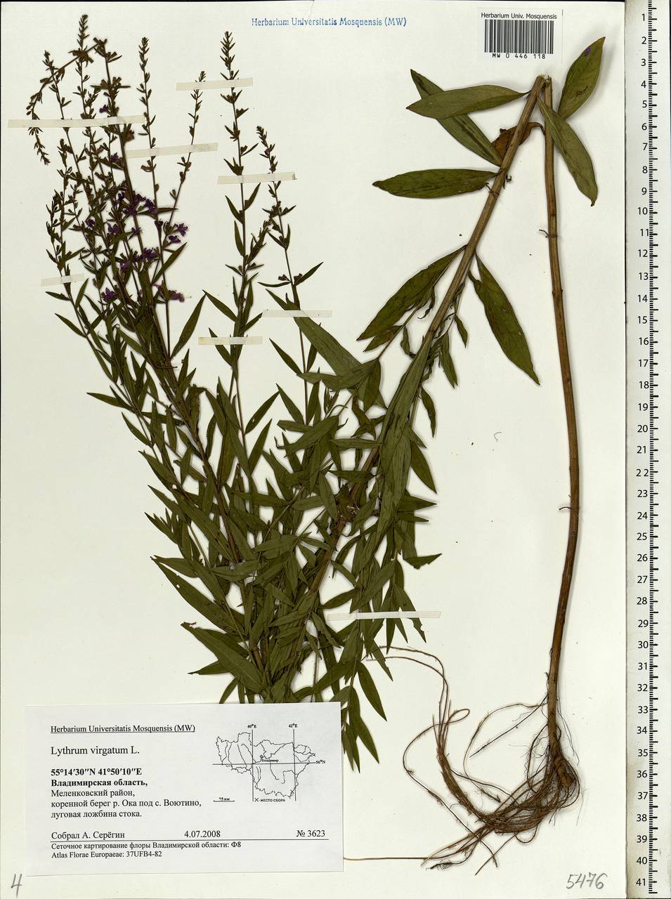 Lythrum virgatum L., Eastern Europe, Central region (E4) (Russia)