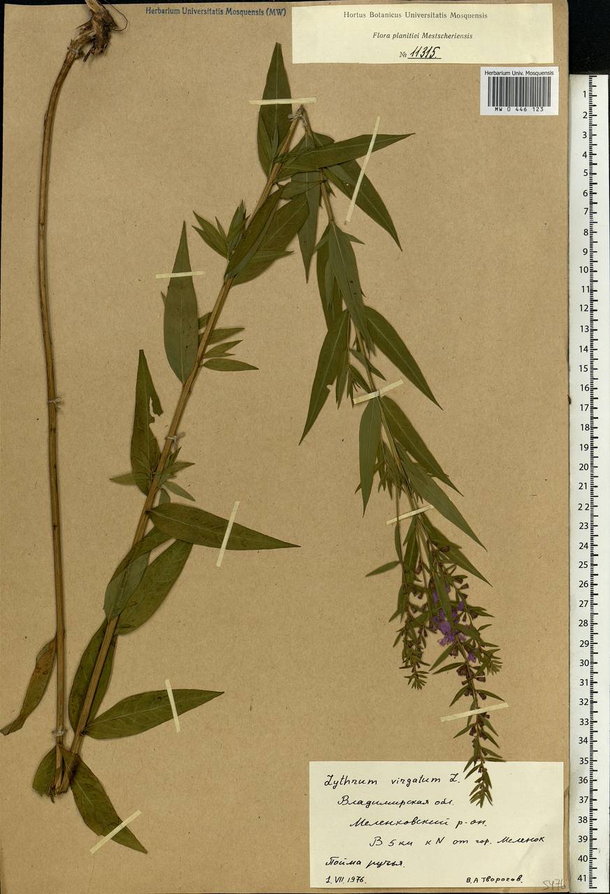 Lythrum virgatum L., Eastern Europe, Central region (E4) (Russia)