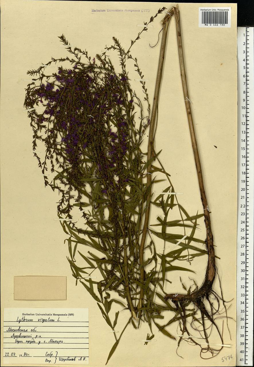 Lythrum virgatum L., Eastern Europe, Moscow region (E4a) (Russia)