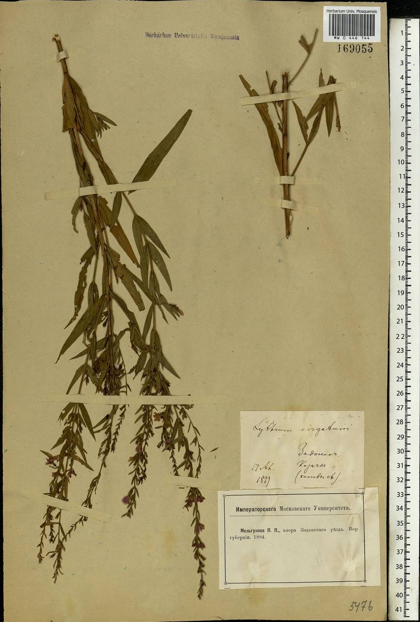 Lythrum virgatum L., Eastern Europe, Central forest-and-steppe region (E6) (Russia)