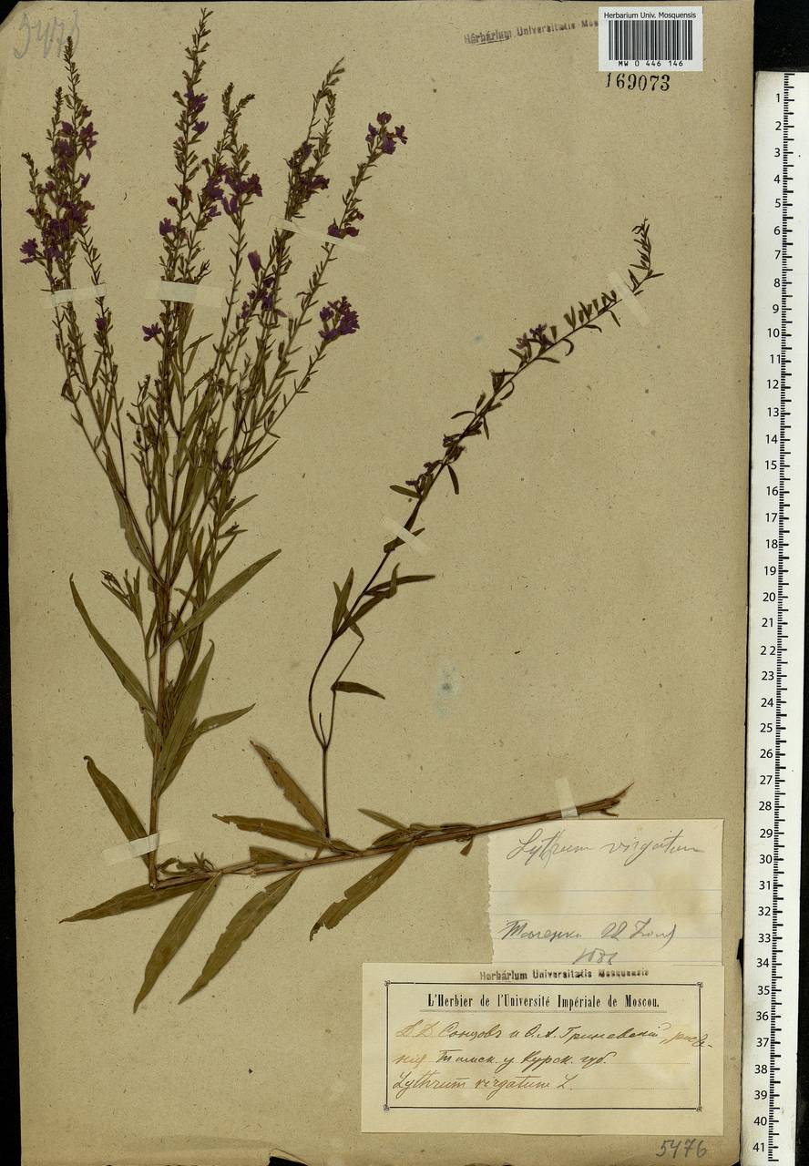 Lythrum virgatum L., Eastern Europe, Central forest-and-steppe region (E6) (Russia)