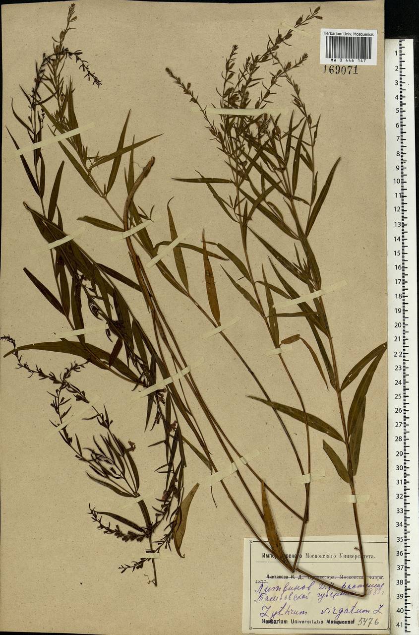 Lythrum virgatum L., Eastern Europe, Central forest-and-steppe region (E6) (Russia)