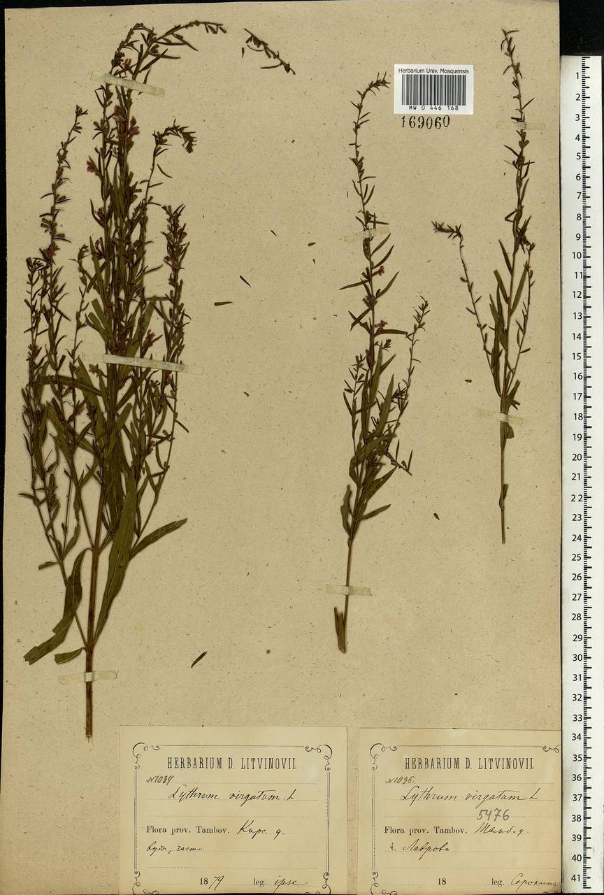 Lythrum virgatum L., Eastern Europe, Central forest-and-steppe region (E6) (Russia)