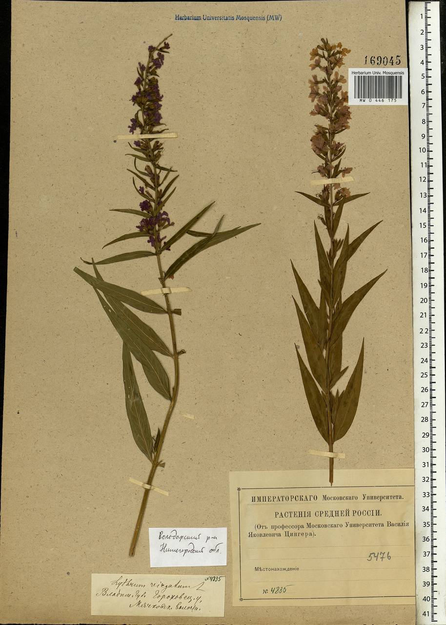 Lythrum virgatum L., Eastern Europe, Volga-Kama region (E7) (Russia)