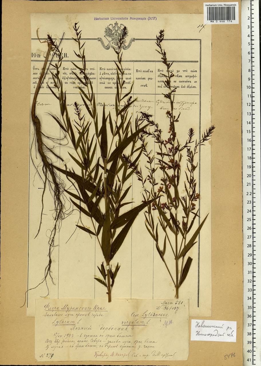 Lythrum virgatum L., Eastern Europe, Volga-Kama region (E7) (Russia)