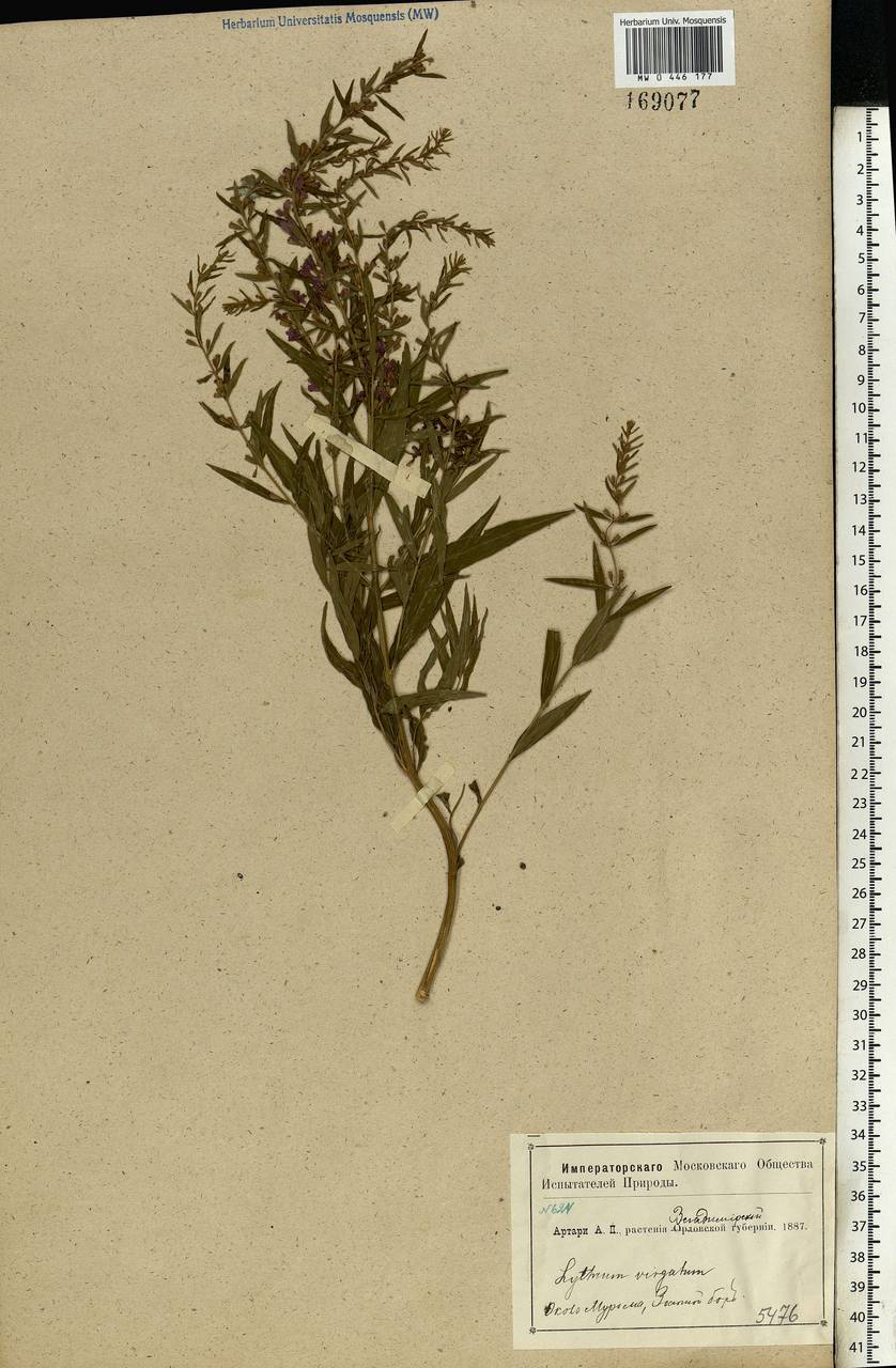Lythrum virgatum L., Eastern Europe, Volga-Kama region (E7) (Russia)