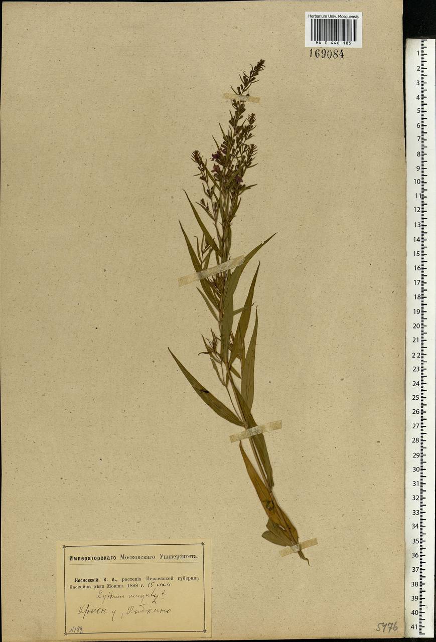 Lythrum virgatum L., Eastern Europe, Middle Volga region (E8) (Russia)