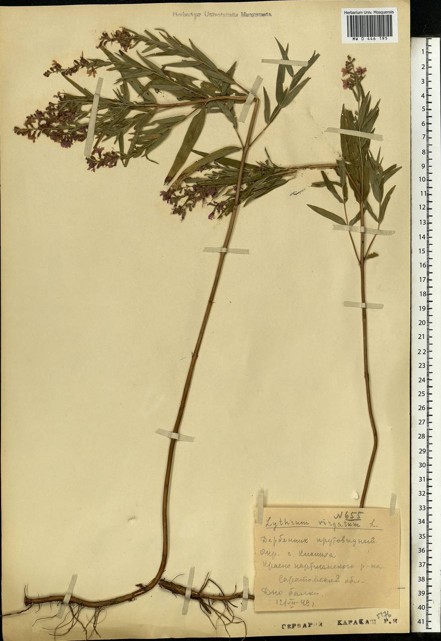 Lythrum virgatum L., Eastern Europe, Lower Volga region (E9) (Russia)