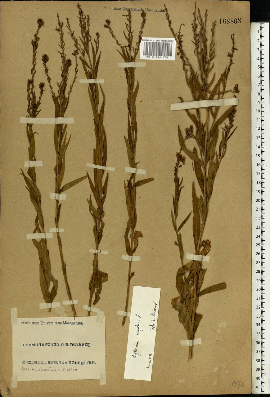 Lythrum virgatum L., Eastern Europe, Lower Volga region (E9) (Russia)