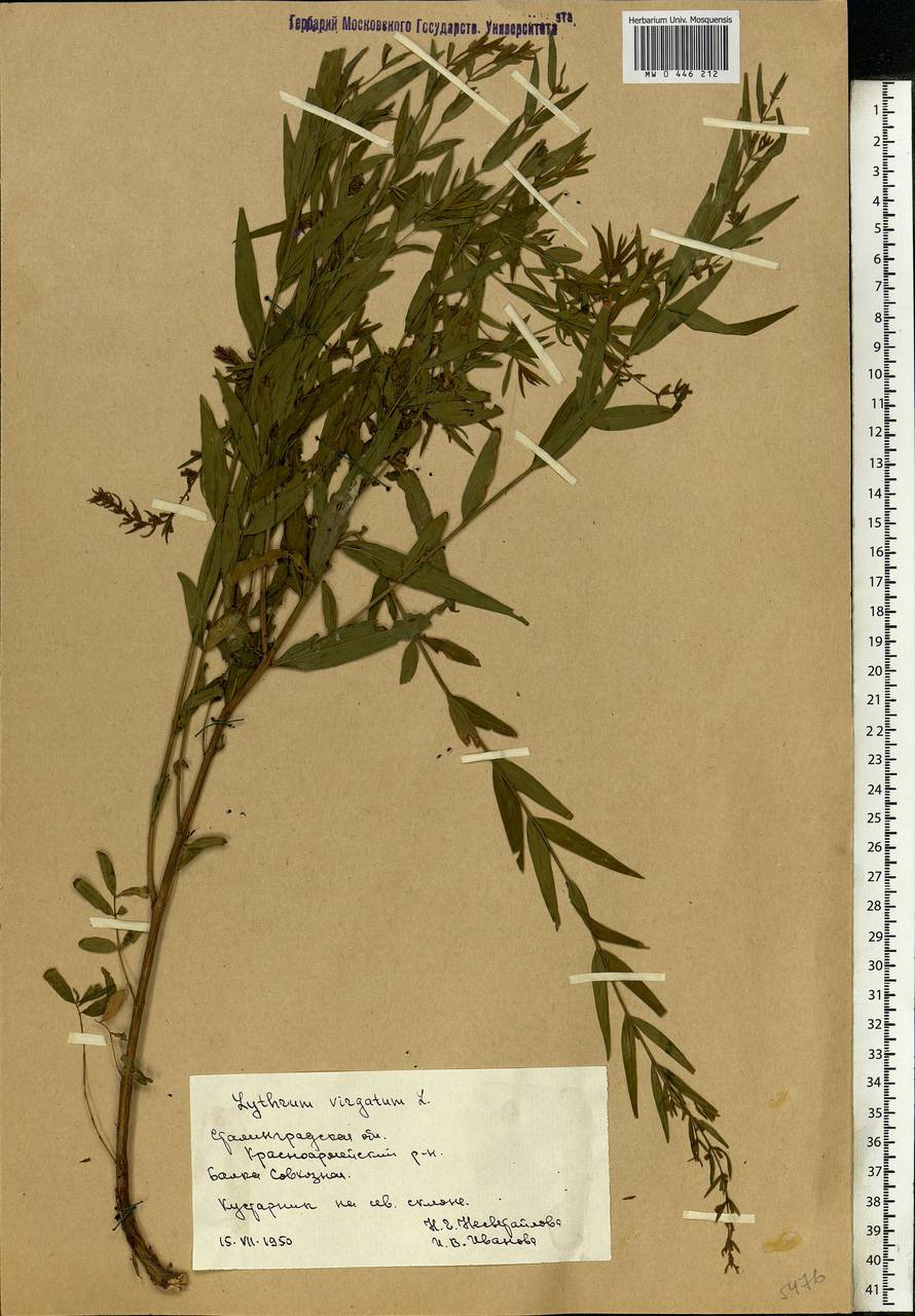 Lythrum virgatum L., Eastern Europe, Lower Volga region (E9) (Russia)