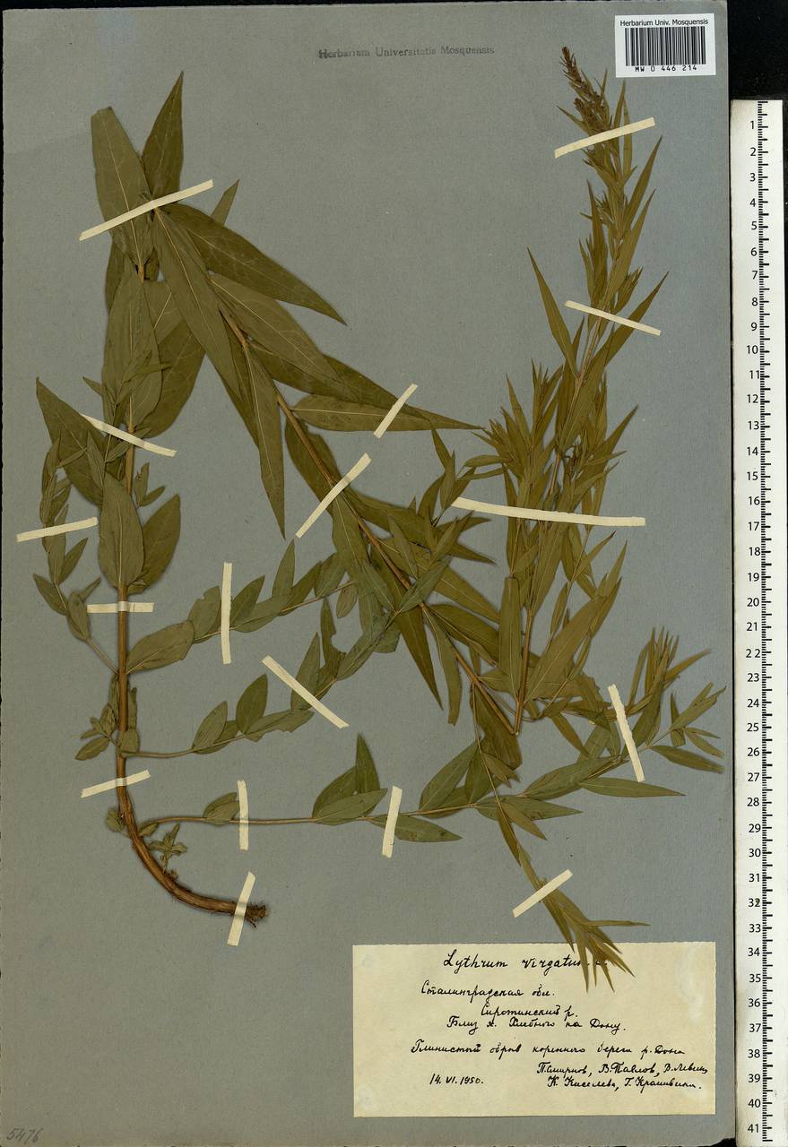 Lythrum virgatum L., Eastern Europe, Lower Volga region (E9) (Russia)