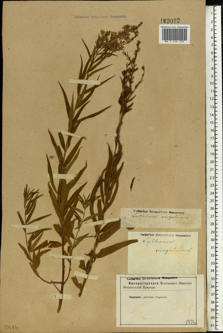 Lythrum virgatum L., Eastern Europe, Lower Volga region (E9) (Russia)